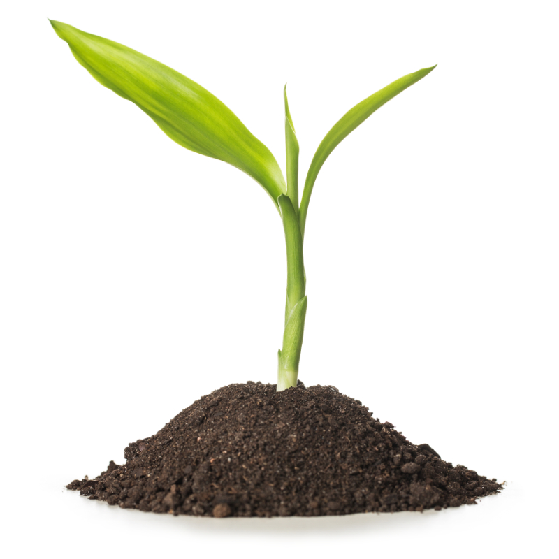 green plant growing